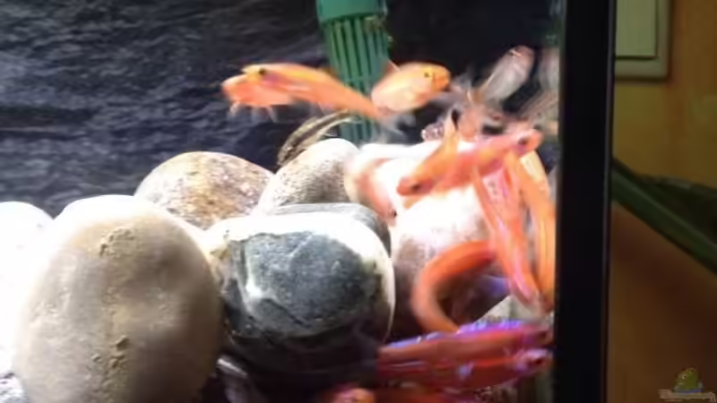 Beim Leichen wird sich ganz wild in die Ecke gequetscht, durch die großen Steine besteht aber die Möglichkeit das wenn es zu eng wird, die Fische dazwischen wieder herrausschwimmen. von Tobias Sch. (15)