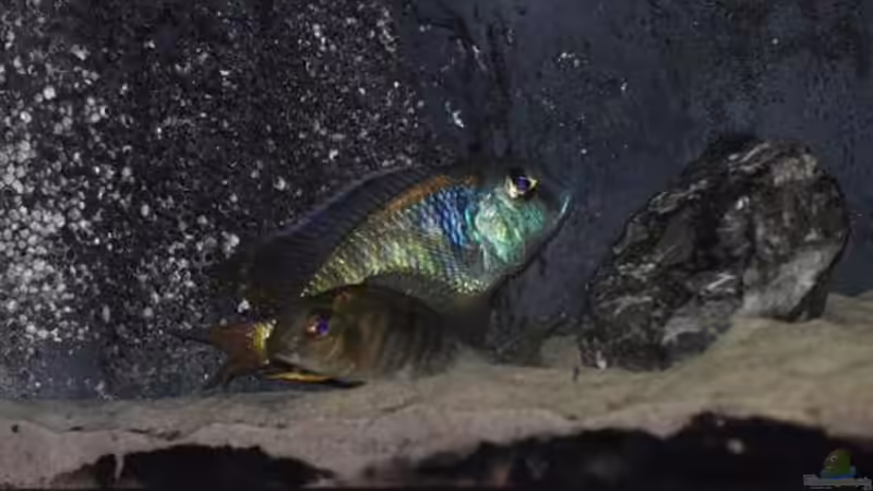 beim Liebesakt erwischt... von tobschen (10)