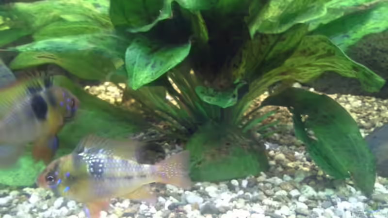 Beim Nest ausgraben von Kunibert Schäfer (27)