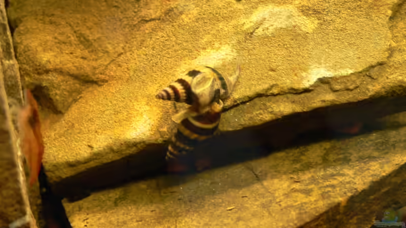 Beim paaren in einen anderen Becken Hab schon viele nachwuchs von denen von DominikZ (32)