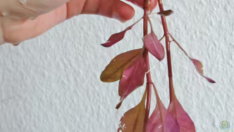 Beim Papageienblatt gegärtnert Herbst 2013 von Aquilegia (6)