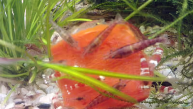 beim Paprika Essen von manala (24)