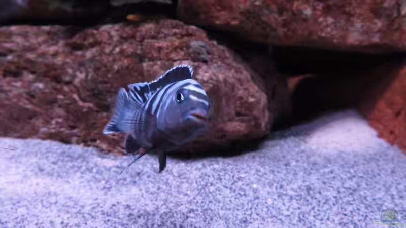 beim Posen von aquamika (36)