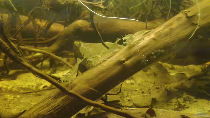 Beim Putzen von Heiko Bischof (37)