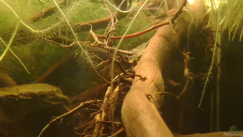 Beim Putzen von Heiko Bischof (38)