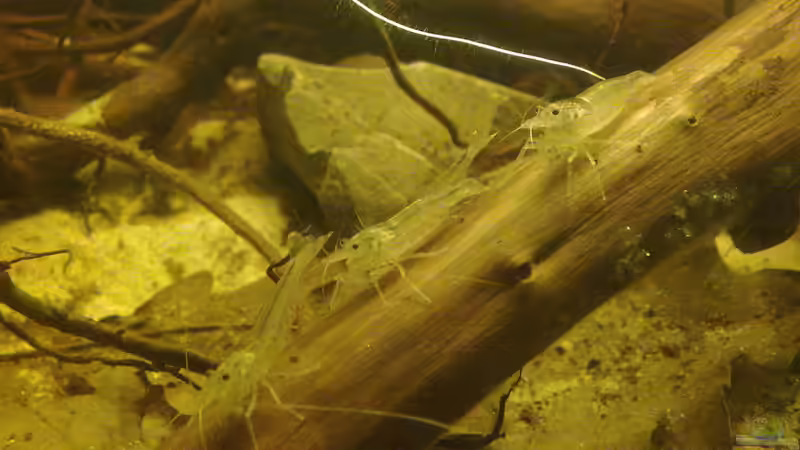 Beim Putzen von Heiko Bischof (39)