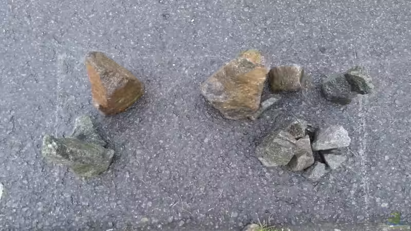 beim sammeln der Steine von junger Aquarianer (33)