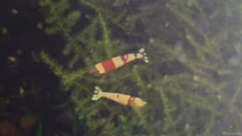 beim sonnen 04.11.2012 von Walde (99)