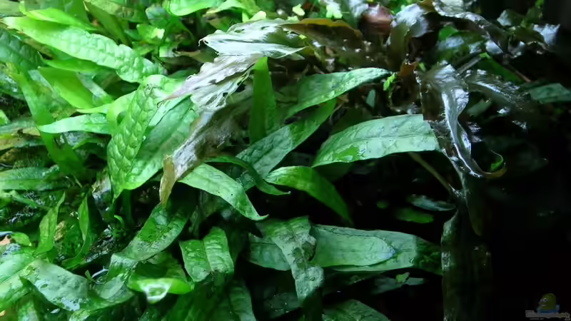 Beim TWW - rechte Wurzel von Der Analyst (6)