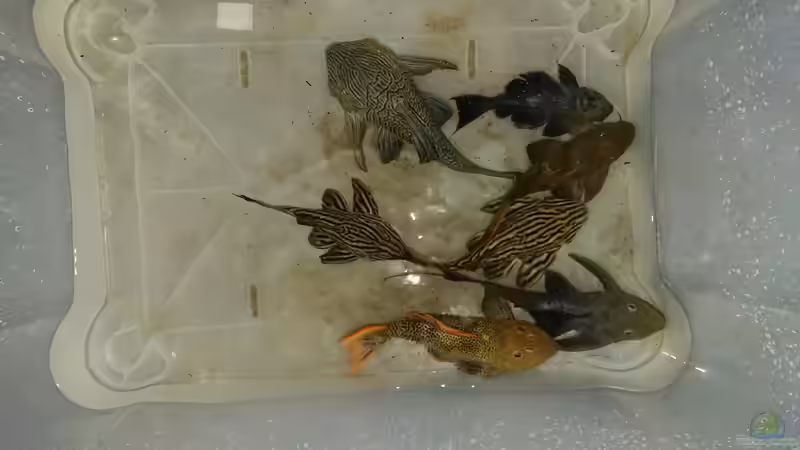 Beim Umsetzen von kellerkind (73)