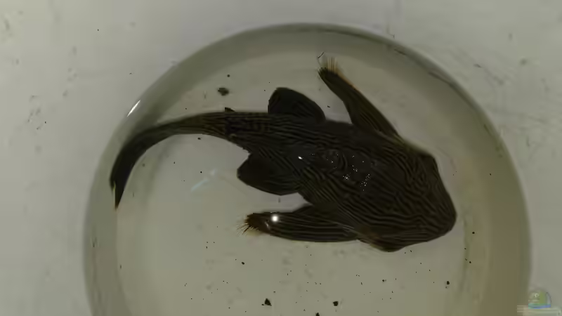 Beim Umsetzen von kellerkind (74)