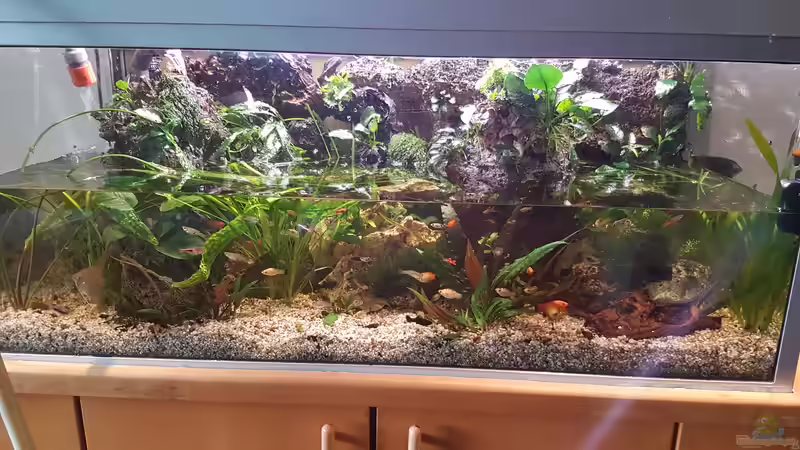 Beim Wasserwechsel  von Nelly (13)