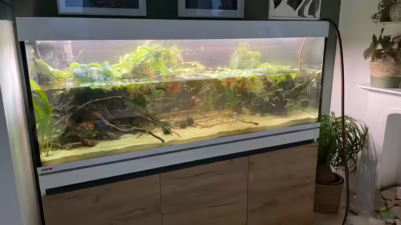 Beim Wasserwechsel Pflanzen ausgedünnt  von Franne (9)