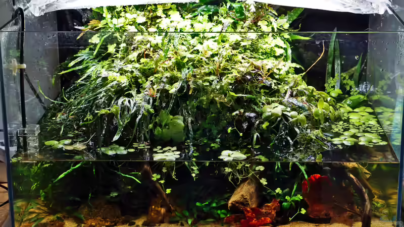 beim Wasserwechsel von Micha... (25)