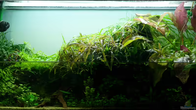 Beim wöchentlichen Wasserwechsel... von Micha... (38)