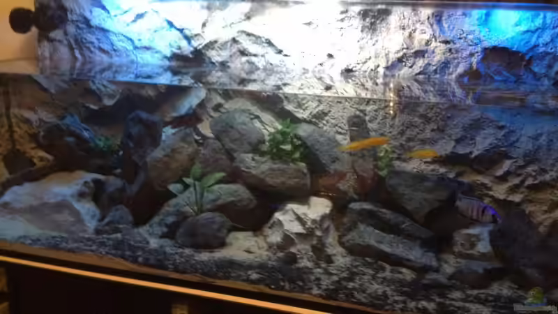 Beim wöchentlichen Wasserwechsel von der Steirer (10)