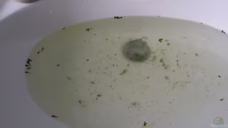 Bein reinigen der Einrichtungsgegenstände immer wieder Junge Antennenwelse  von Steffen und Felix (40)