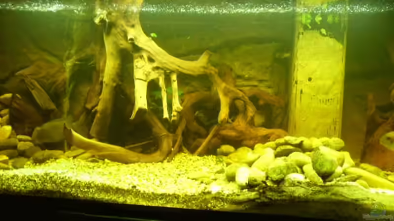 Beispiel  Becken von pfauenauge36 (1)