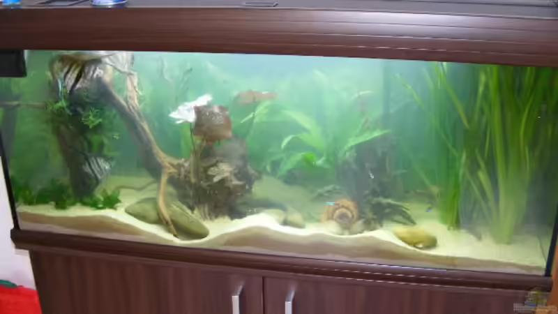 Beken am 14.06.2009  von Adamov (8)