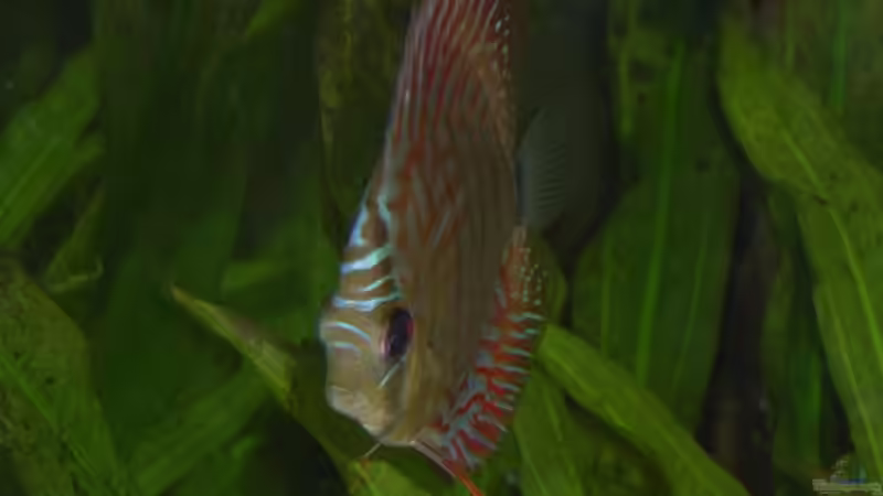 bekommt noch gesellschaft von Markus Huber (29)