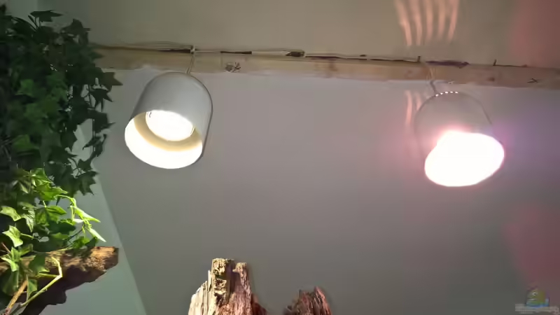 Belechtung von Lars 300l 1. (23)