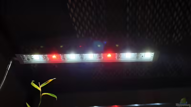 Beleuchtung: Flat onezu 50% gedimmt von Romano E (27)