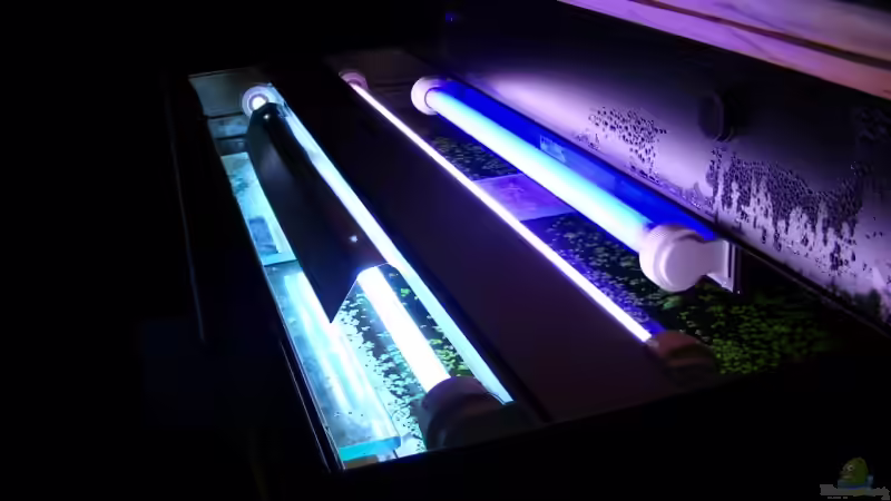 Beleuchtung. links die Tageslichtröhre T5, mitte die Röhre T5 für Pflanzenwuchs, von Trockenschwimmer (13)