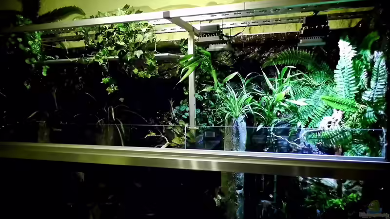 Beleuchtung: Links hängen 2 x Led Panele   Rechts  sind 2 x 10 Watt Warmweiss Led Strahler und 2 x 10 Watt RGB Strahler von snooze (11)