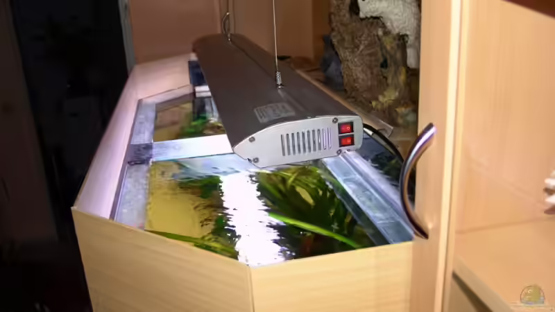 Beleuchtung  von Malawi Freak (8)