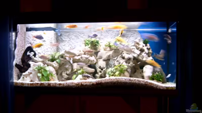 Beleuchtung: vorne 100% hinten 100% von Josef Knauer (6)