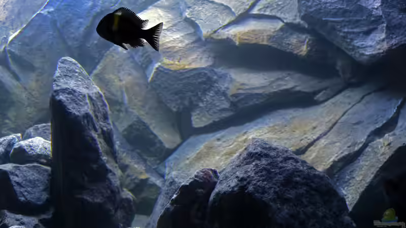 Beleuchtung am Abend von baumringzaehler (15)