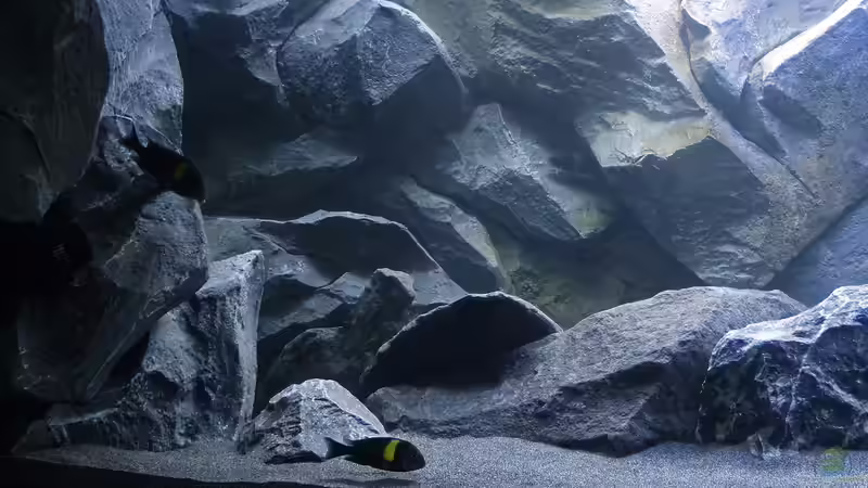 Beleuchtung am Mittag von baumringzaehler (14)