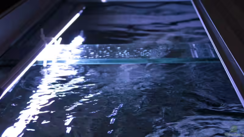 Beleuchtung leicht schräg ins Aquarium gerichtet von Jürgen Hubral (39)