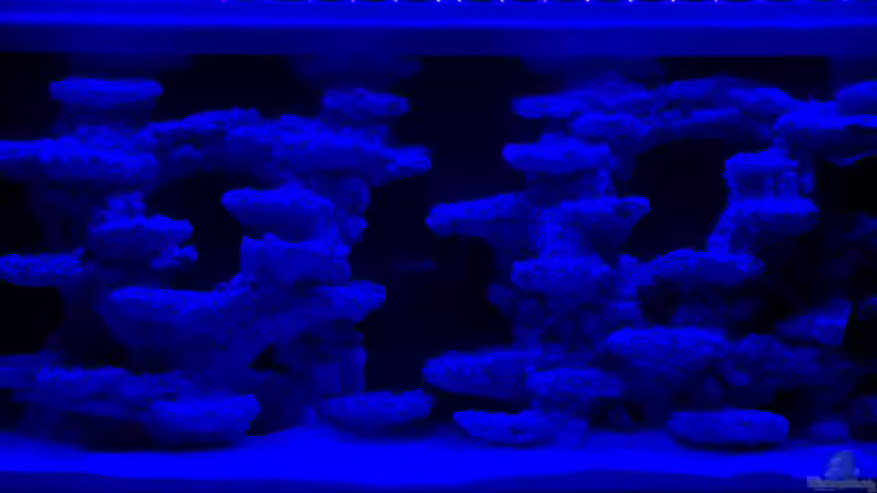 Beleuchtung mal bei Nacht - diese läuft aktuell 4h täglich von mmbm78 (7)