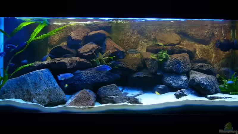 Beleuchtung mit beiden Röhren von Gallireya Reef (2)