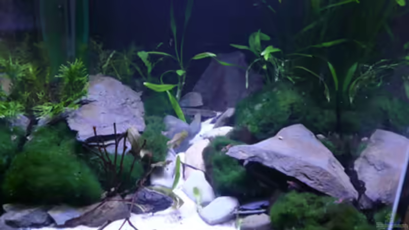 Beleuchtung mit LEDs von Cichlid Power (3)