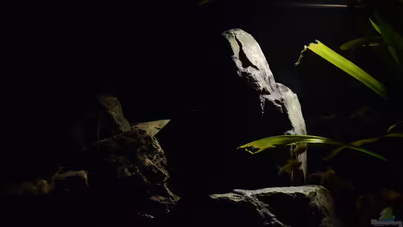 Beleuchtung nur mit 6,5 Watt Philips von Bowa (9)