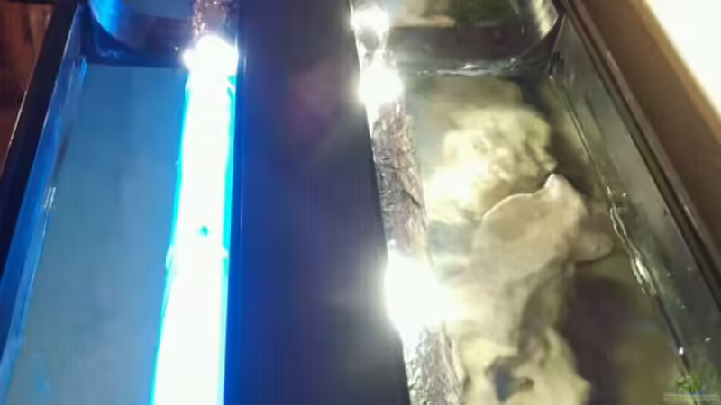 Beleuchtung von Crashdragon (12)