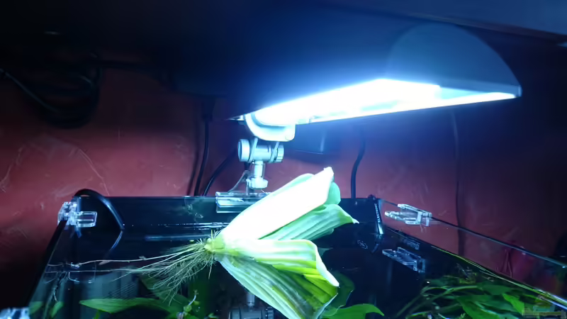 Beleuchtung von Jahira (20)