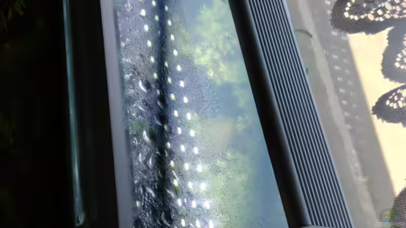 Beleuchtung von Miss Kasimir (13)