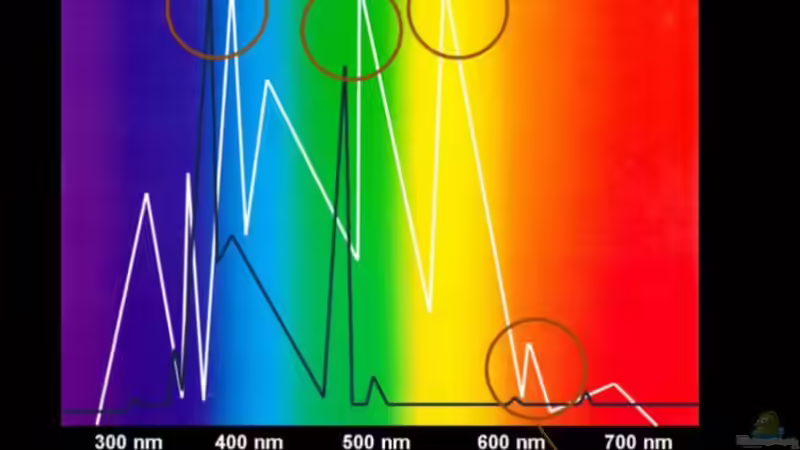 Beleuchtungskonzept zu meinem Utaka Habitat ! von Florian Bandhauer (42)