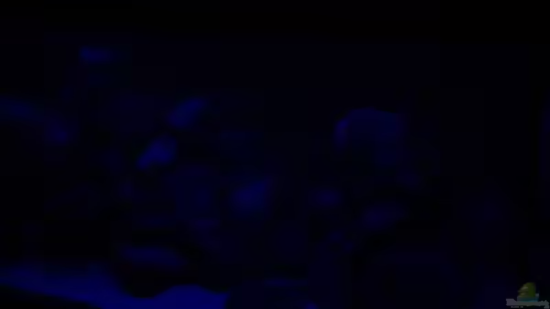 Beleuchtungsphase: Mondlicht von BastiB (23)