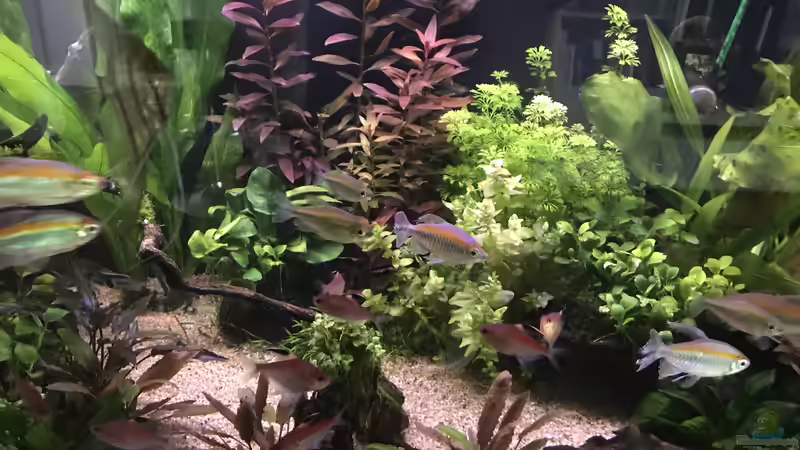 Beleuchtungsstimmung beim ???Mittagsregen??? von Aerbsli (4)