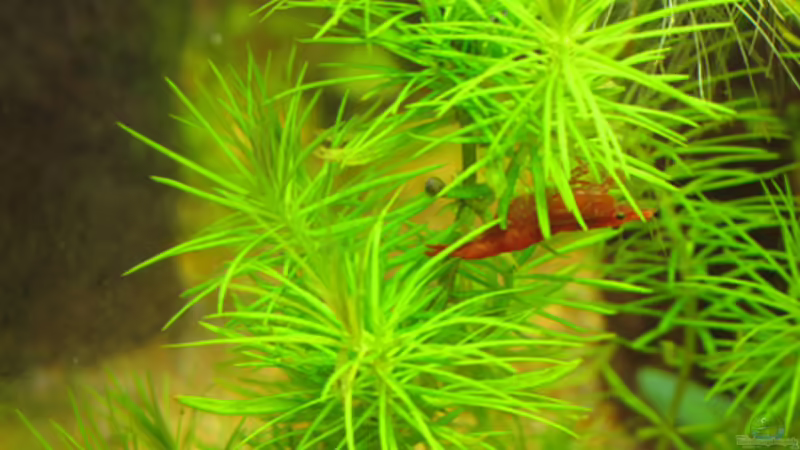 Beliebter Sitzplatz von Aquilegia (9)