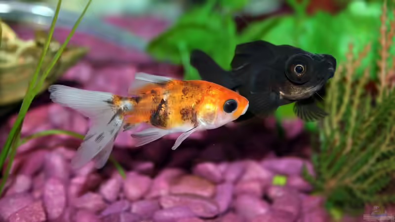 Beliebtester Aquariumfisch in Deutschland: Alles, was Sie wissen müssen