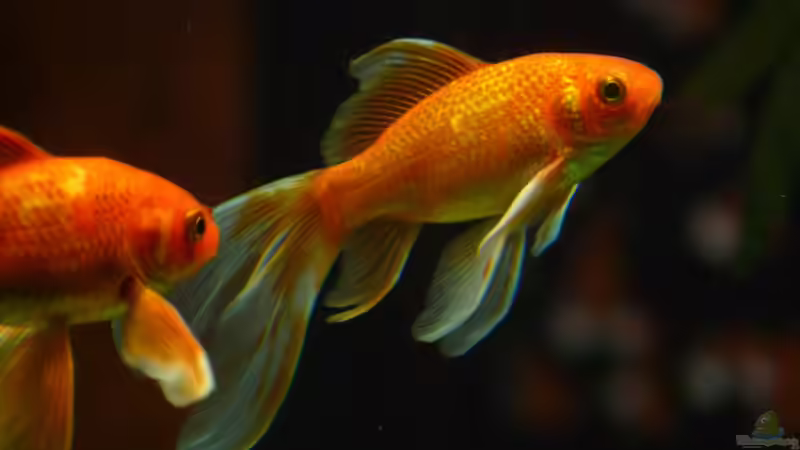 Beliebtester Aquariumfisch in Deutschland: Alles, was Sie wissen müssen