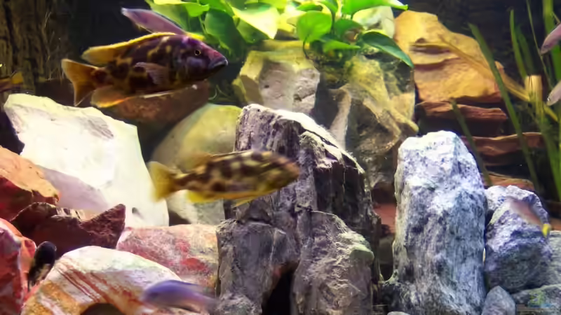 Beluchtung Mittags mit Livingstoni von Detlef Lehmann (3)