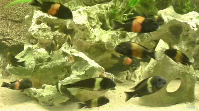 Bemba und Maswa nach Neubesatz von Ralf Heinrich (10)