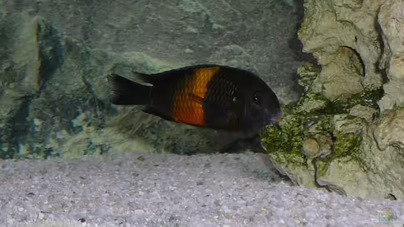 Bemba von Hoffbold (10)