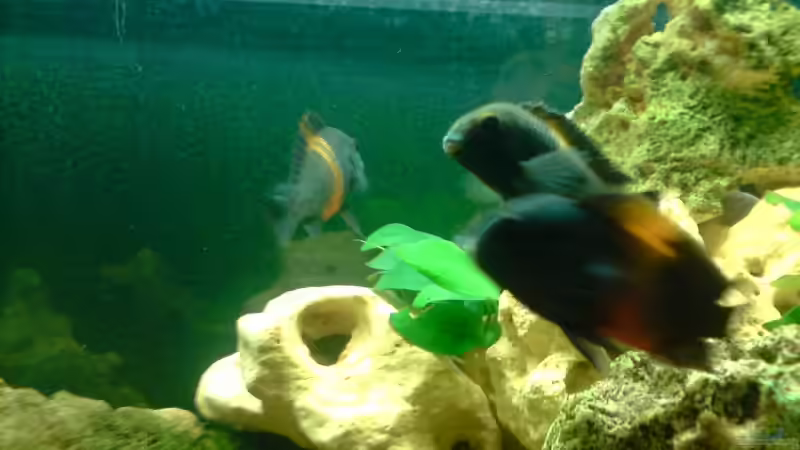 Bembas von Jonathan Helbig (14)